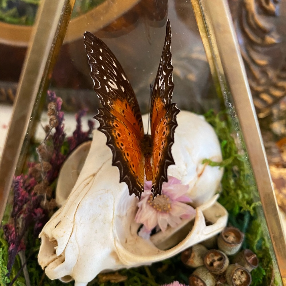 🐈‍⬛ 🦋 ☠️ in Triangular Terrarium - Picture 2 of 6